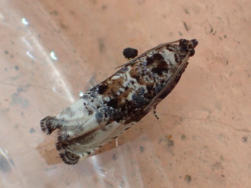 Hedya nubiferana